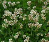 Trifolium repens