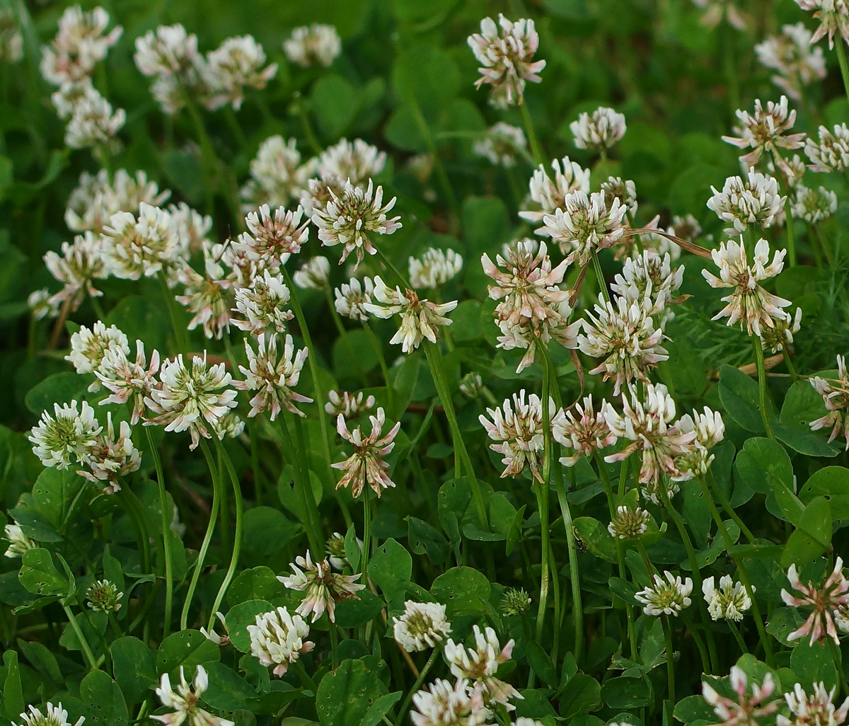 Изображение особи Trifolium repens.