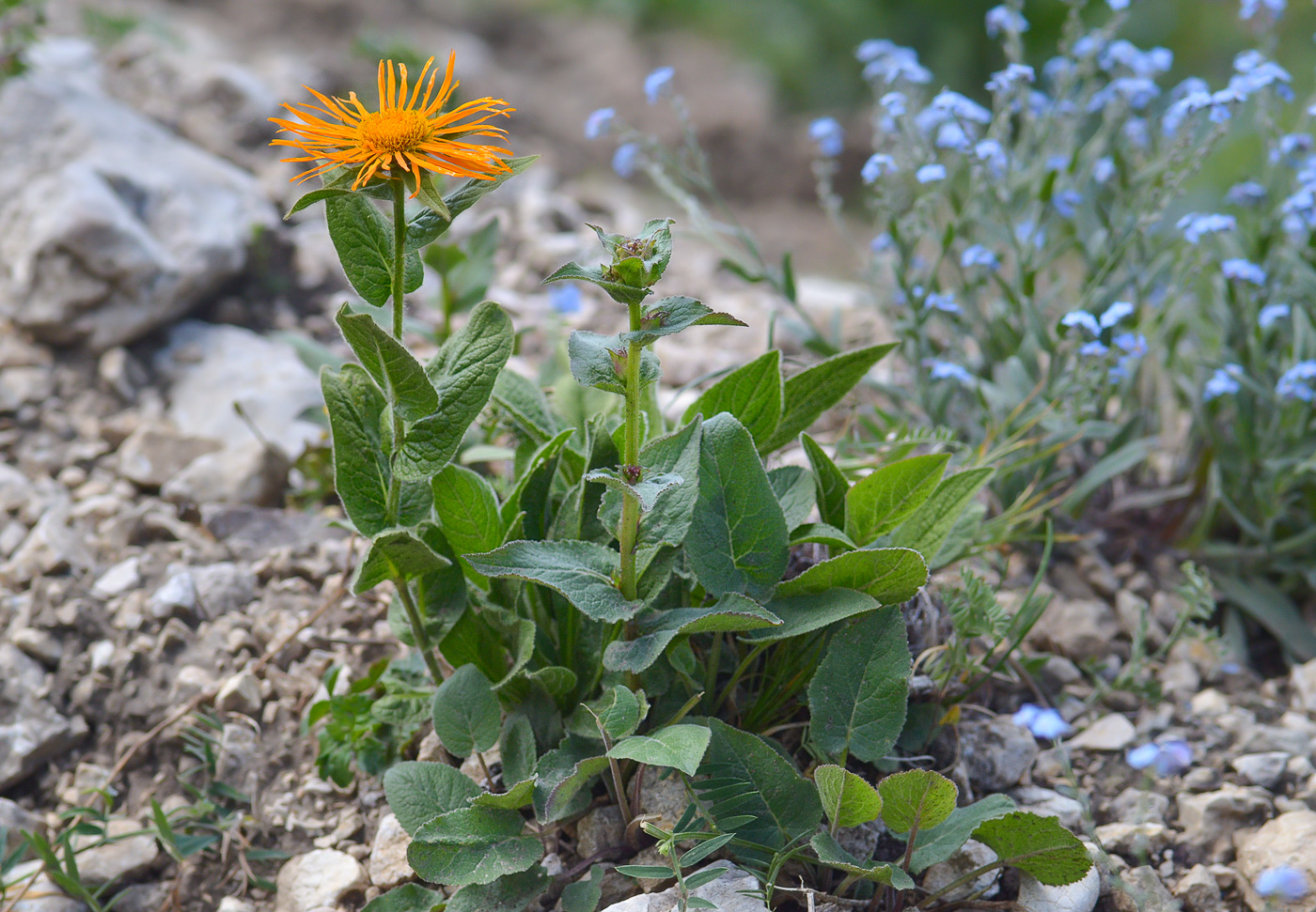 Изображение особи Inula orientalis.