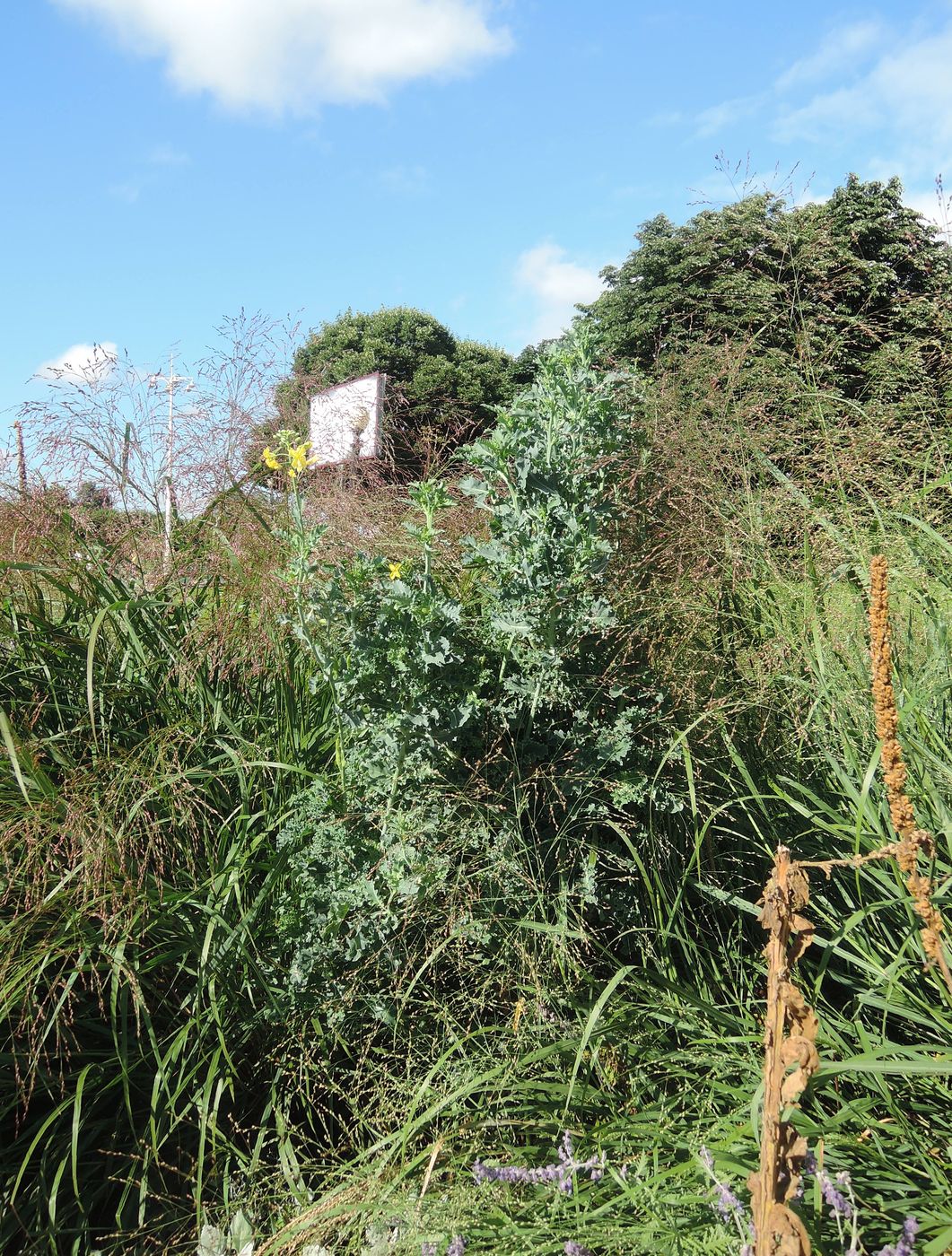 Изображение особи Brassica oleracea var. sabellica.