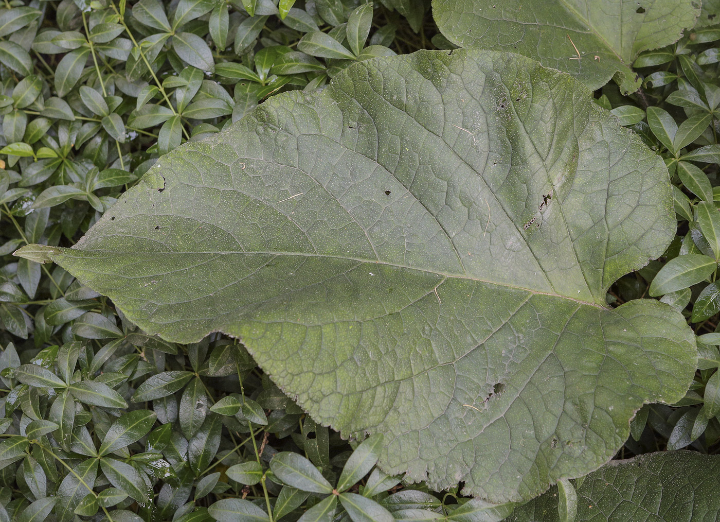 Image of Trachystemon orientalis specimen.