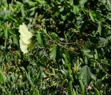 Hibiscus panduriformis