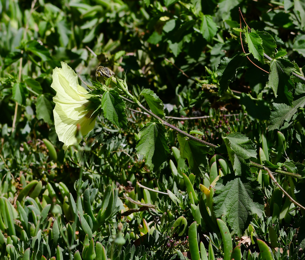 Изображение особи Hibiscus panduriformis.