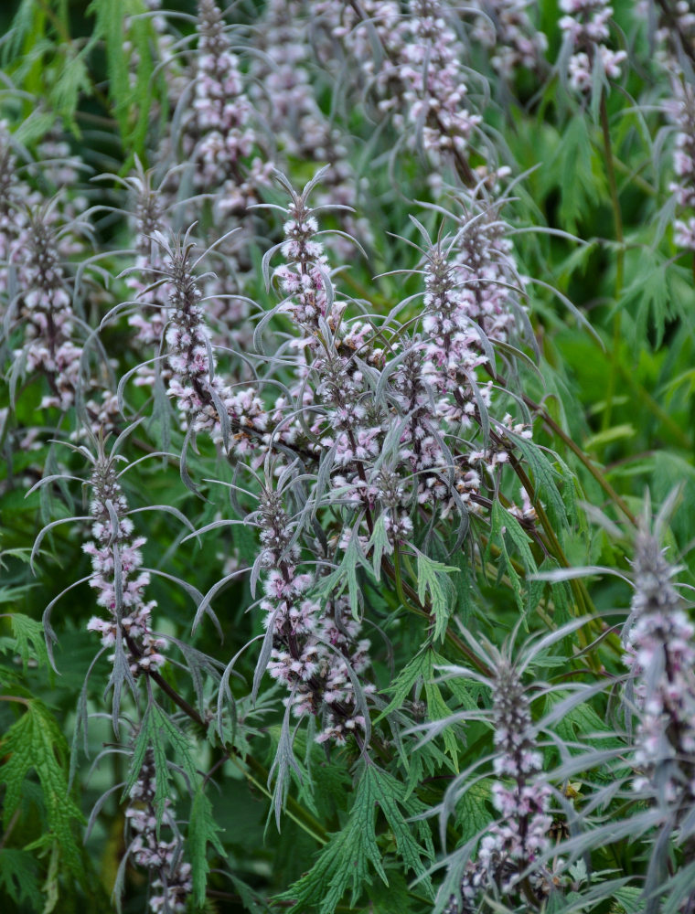 Изображение особи Leonurus deminutus.