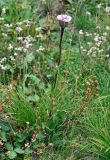 род Erigeron
