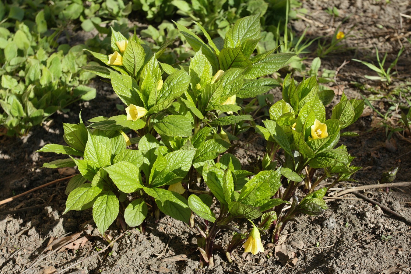 Изображение особи Scopolia carniolica.