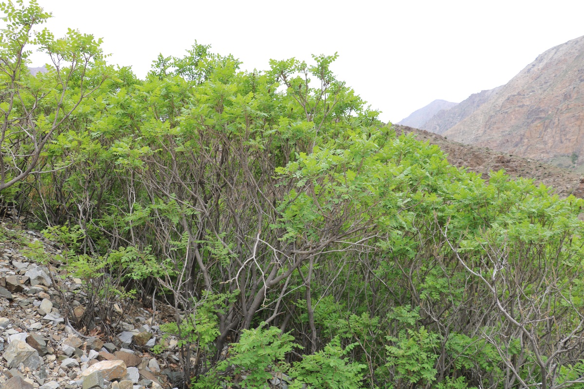 Image of Rhus coriaria specimen.