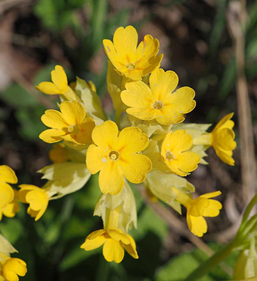 Image of Primula macrocalyx specimen.