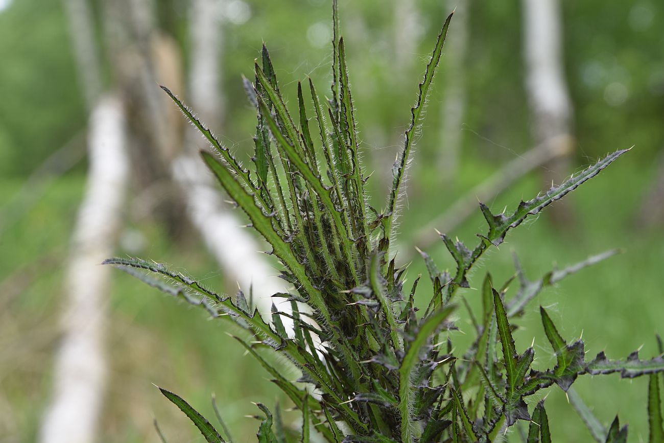 Image of Cirsium palustre specimen.