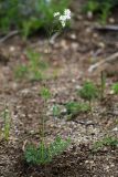 Thalictrum petaloideum. Цветущее растение. Приморский край, окр. г. Дальнегорск, падь Партизанская, известняковый каменистый склон. 11.06.2022.