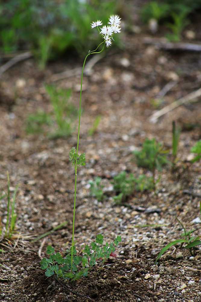 Image of Thalictrum petaloideum specimen.