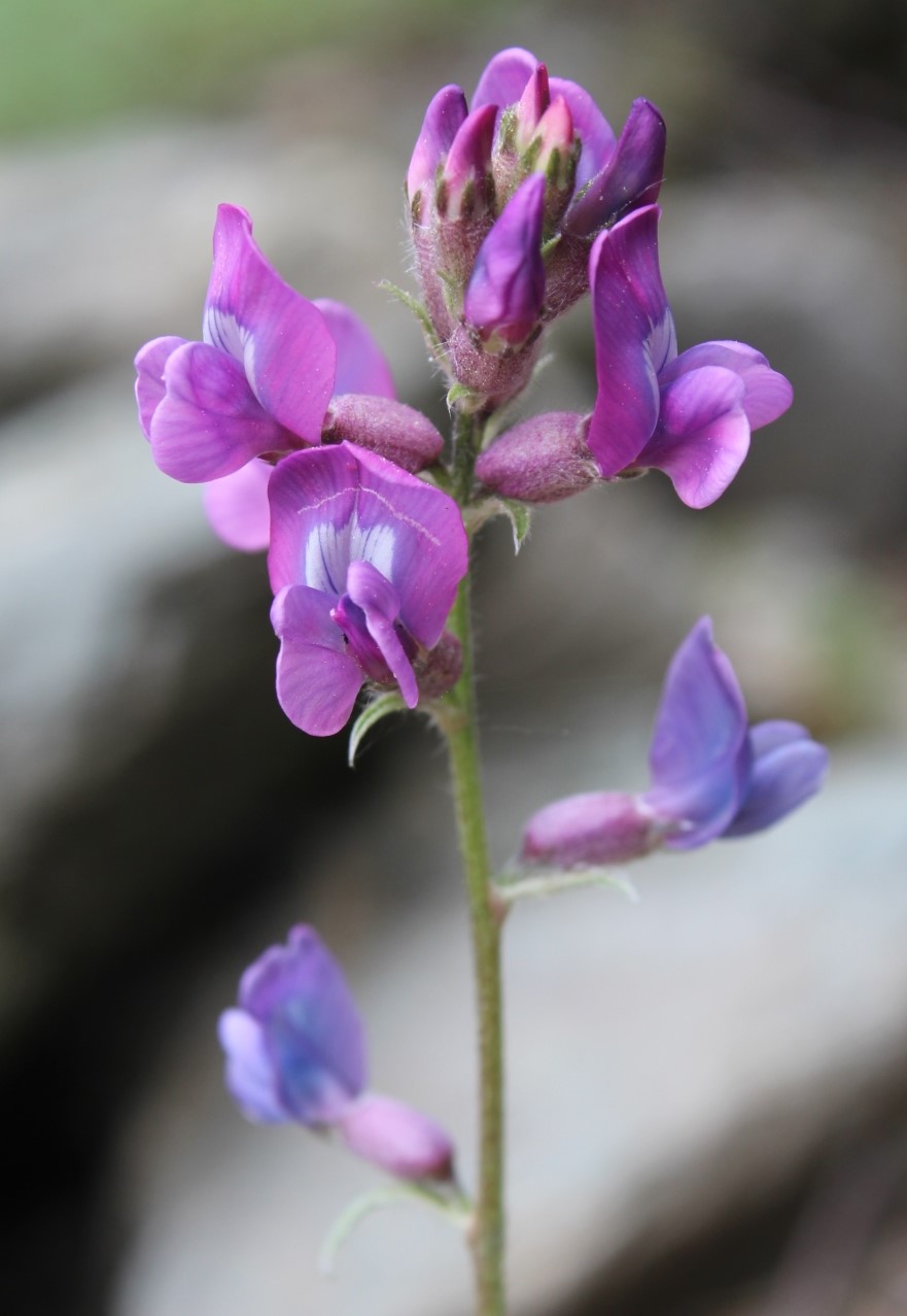Image of Oxytropis wologdensis specimen.