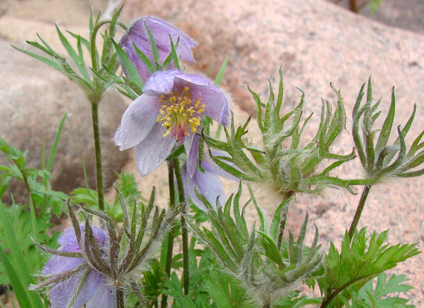 Изображение особи Pulsatilla ajanensis.