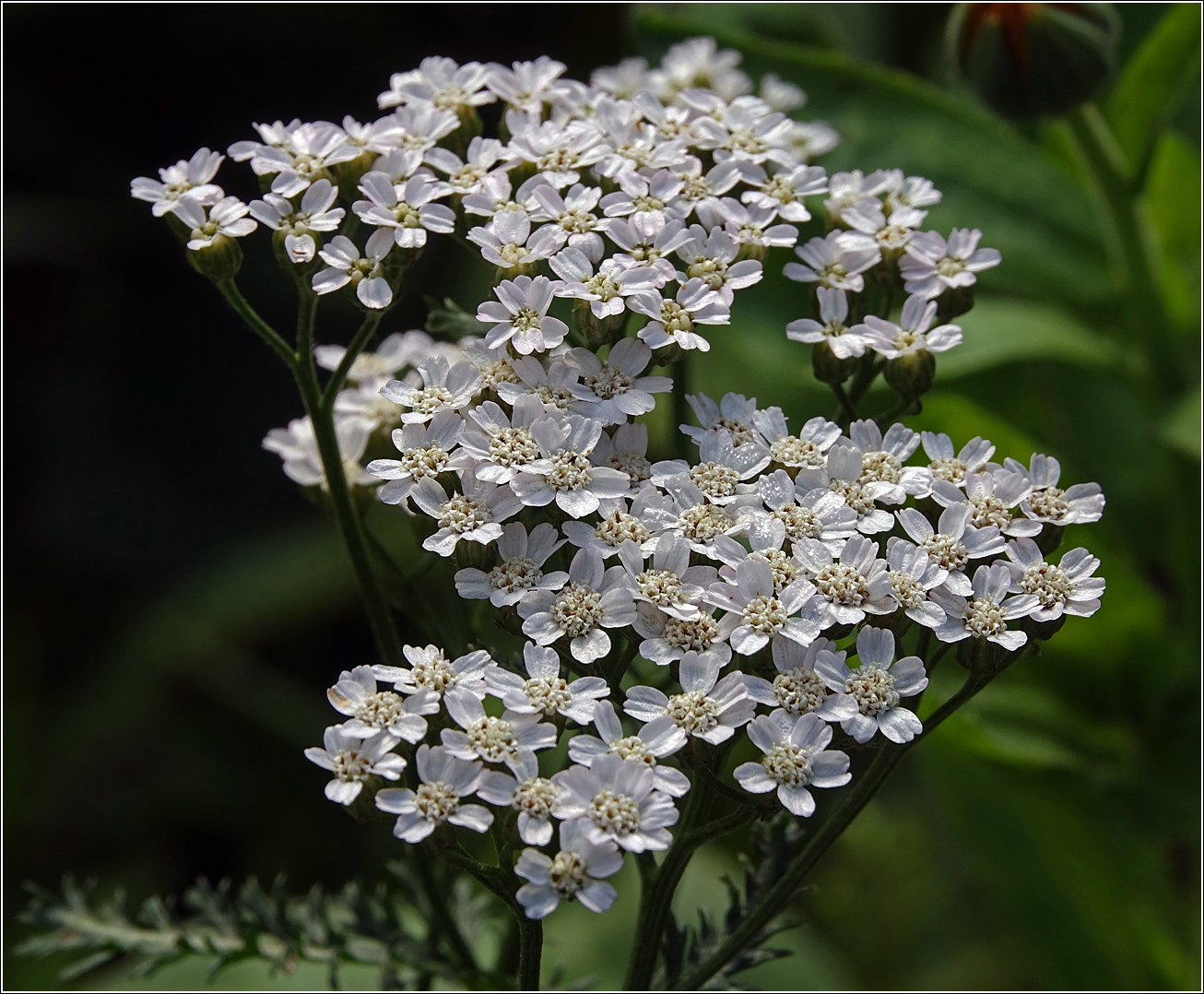 Image of Achillea millefolium specimen.