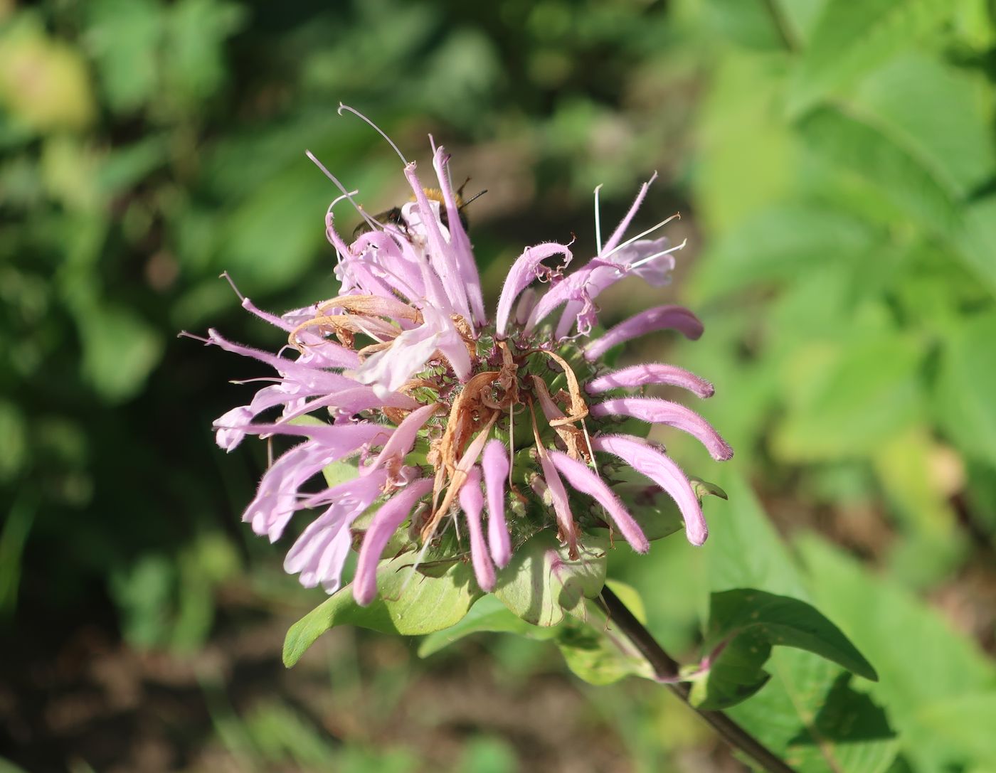 Image of genus Monarda specimen.