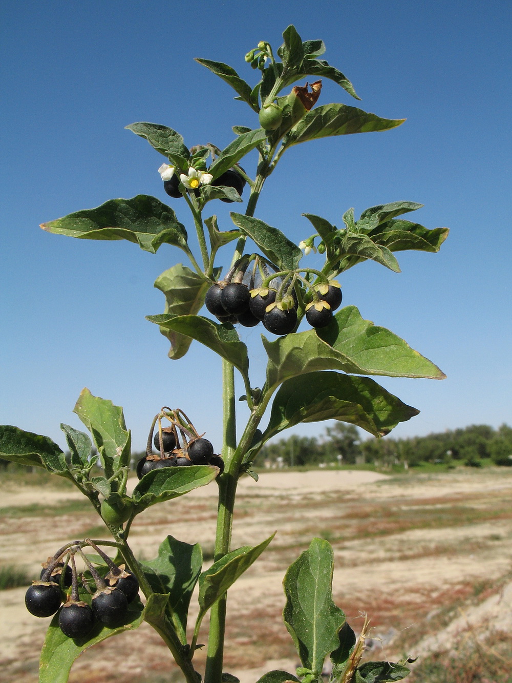 Изображение особи Solanum nigrum.