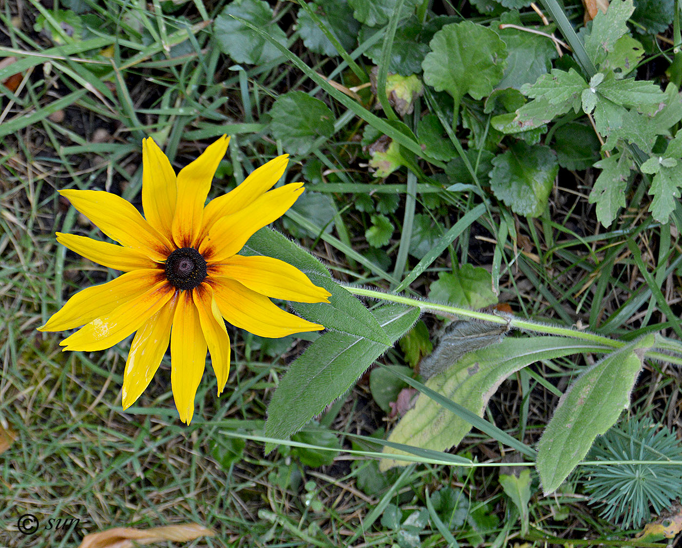 Image of Rudbeckia hirta specimen.