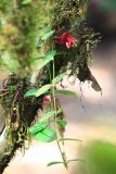 Aeschynanthus tricolor