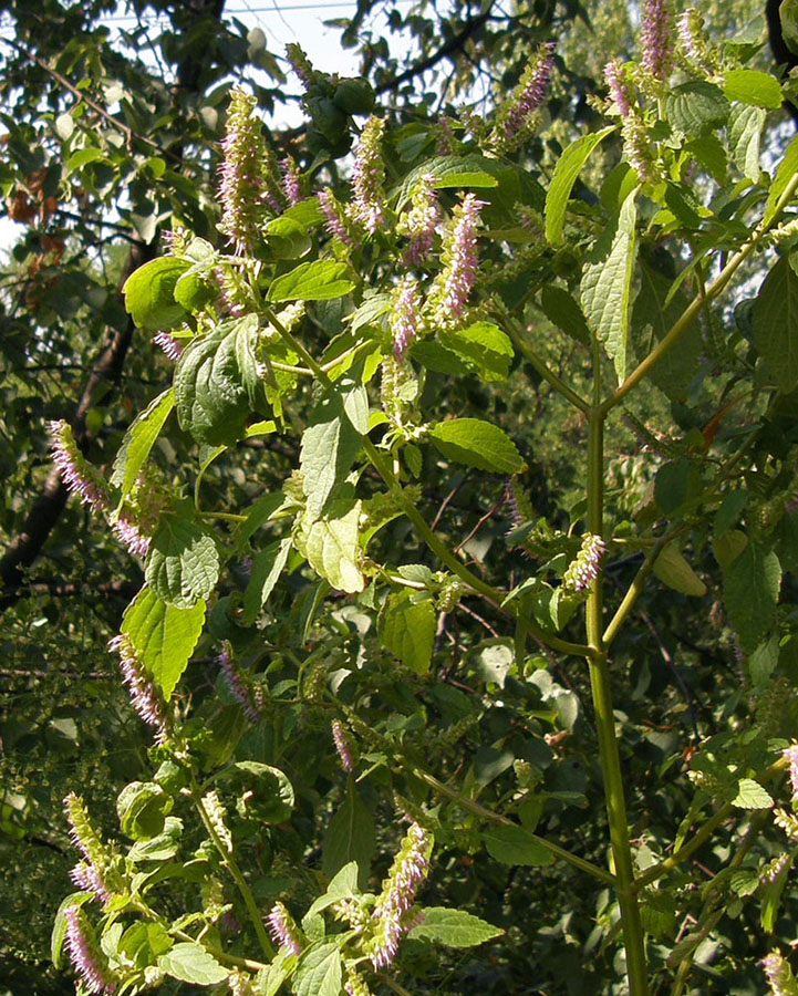 Image of Elsholtzia ciliata specimen.