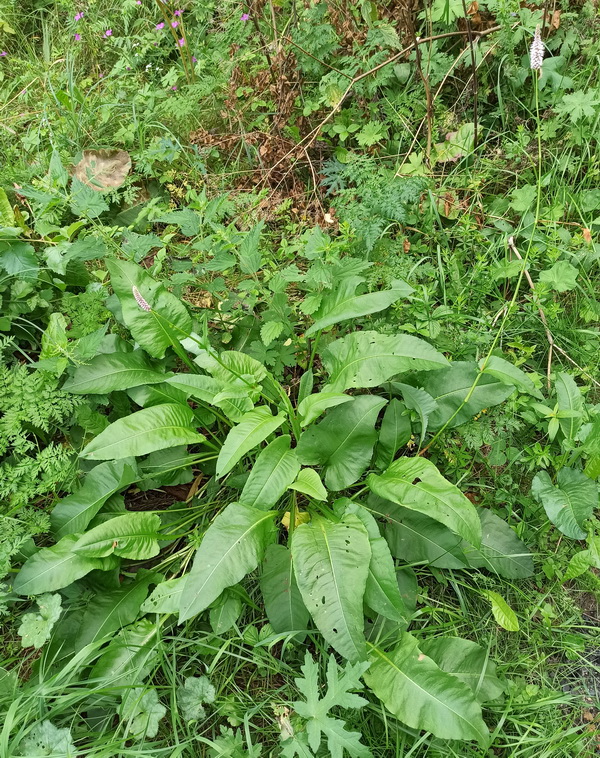 Изображение особи Bistorta officinalis.