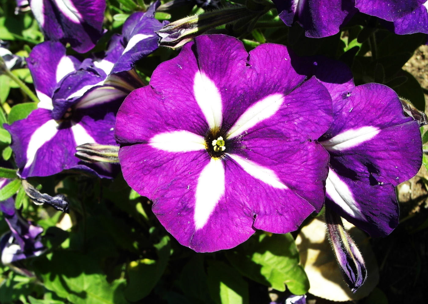 Image of Petunia × atkinsiana specimen.