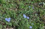 Linum austriacum