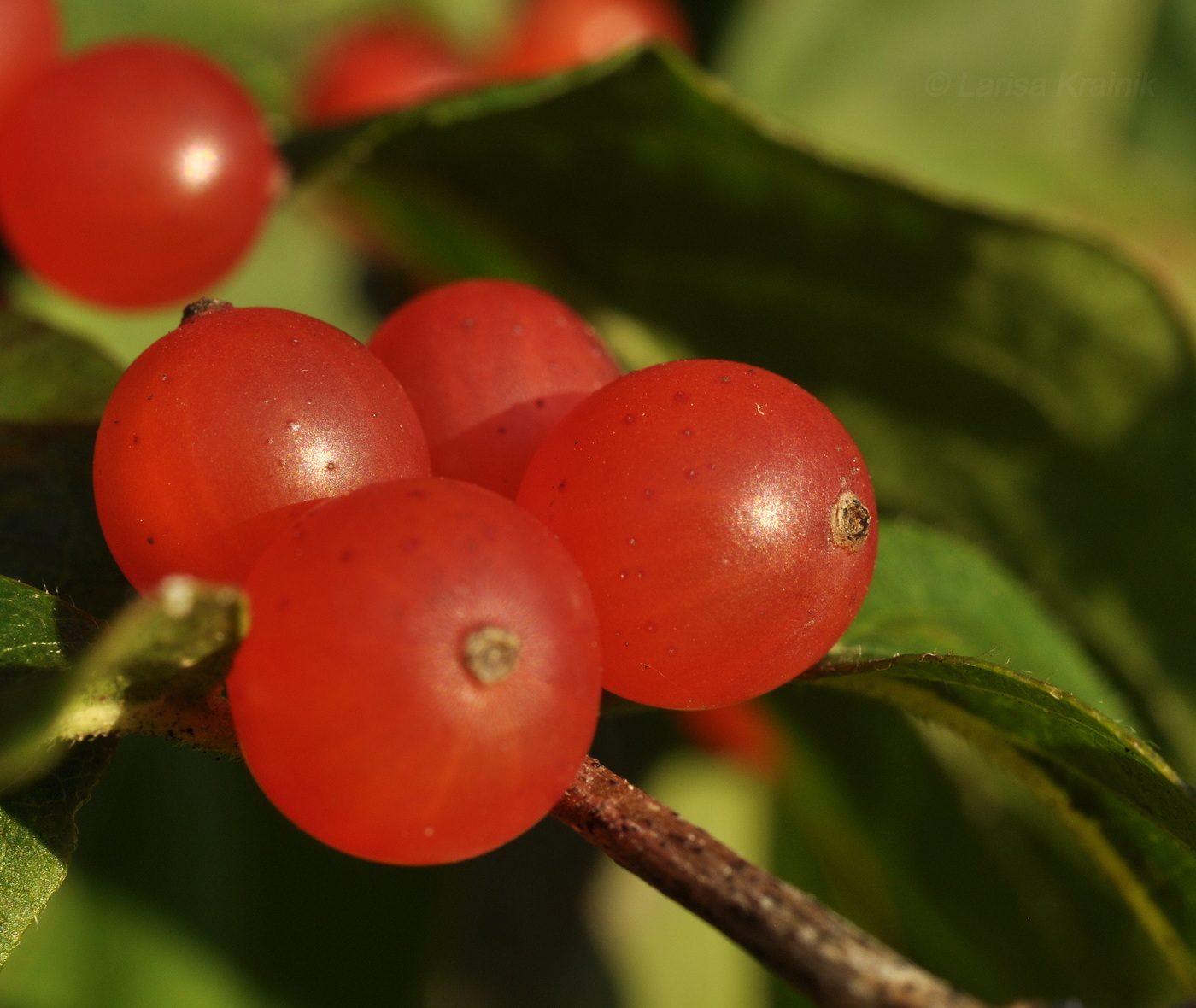 Image of Lonicera maackii specimen.