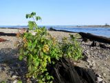 Rubus idaeus