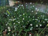 Petrorhagia saxifraga. Цветущее растение. Республика Абхазия, Новый Афон, обочина дороги. 23.09.2022.