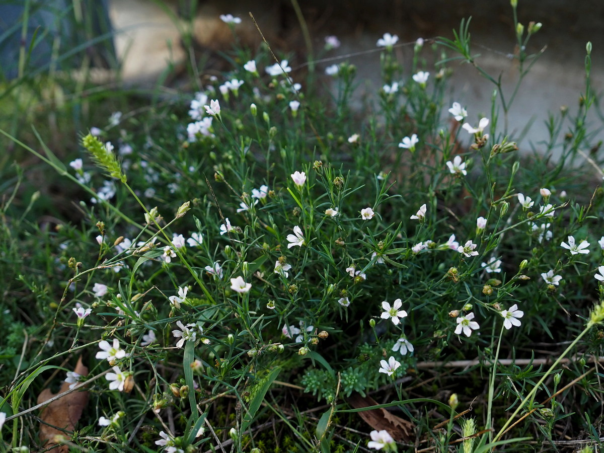 Image of Petrorhagia saxifraga specimen.