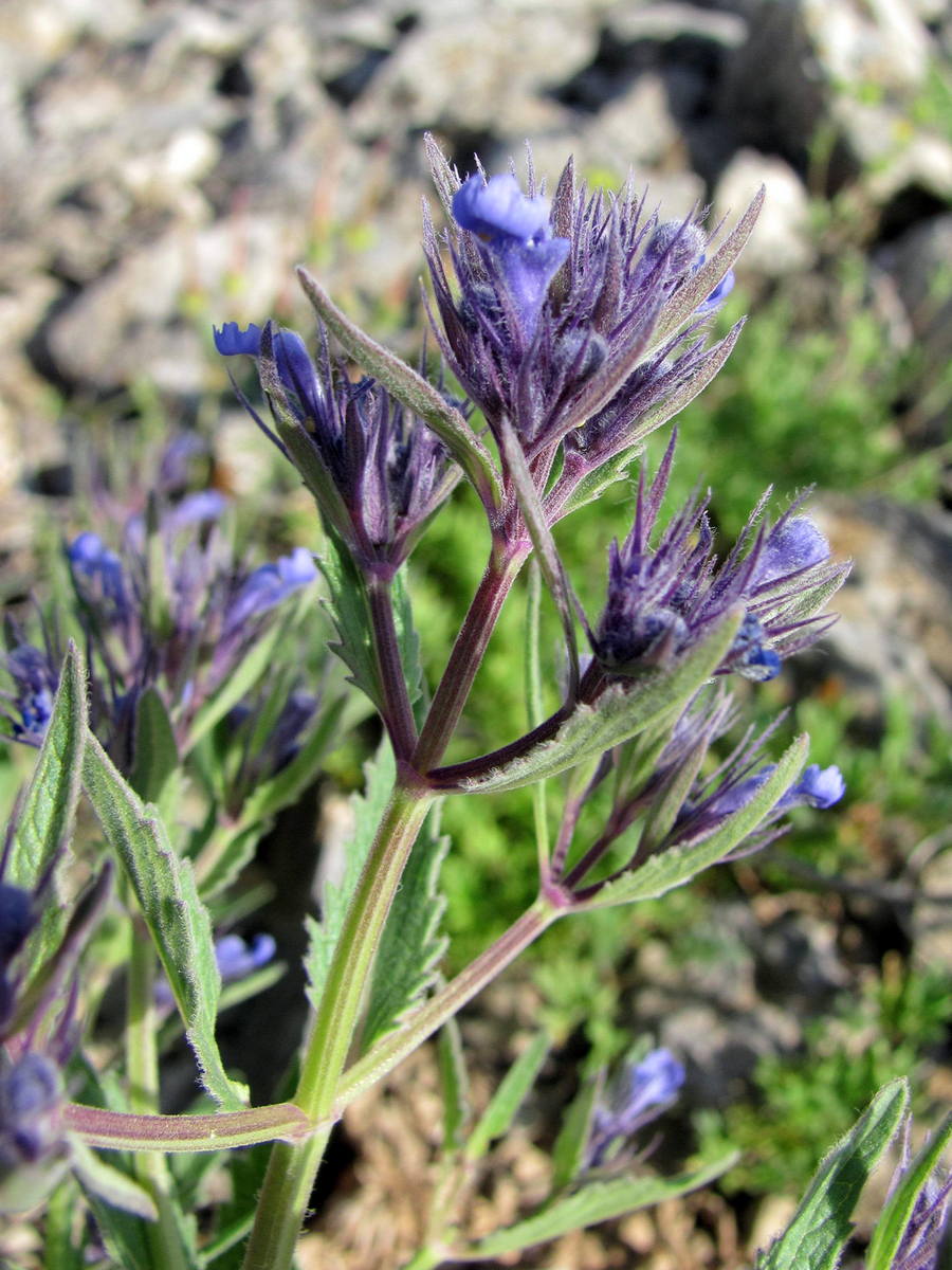 Image of Nepeta ucranica specimen.