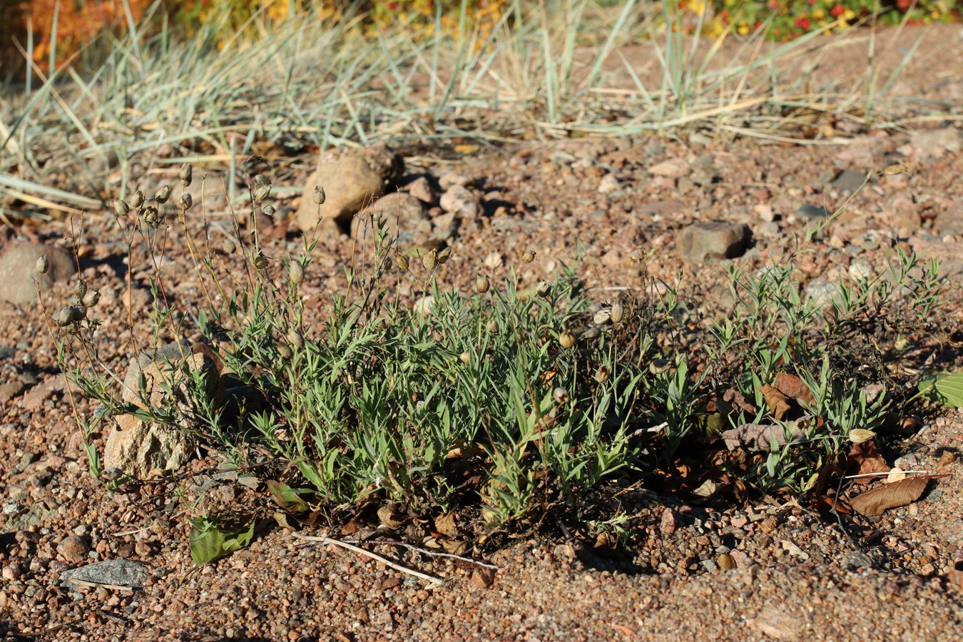 Image of Oberna littoralis specimen.