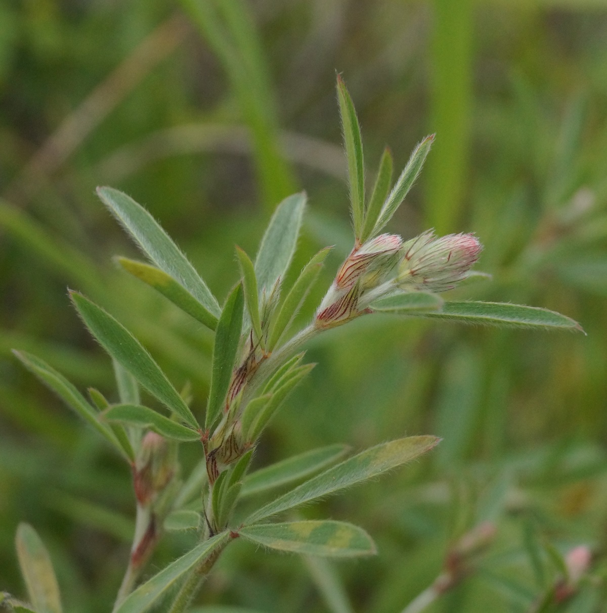 Image of Trifolium angustifolium specimen.