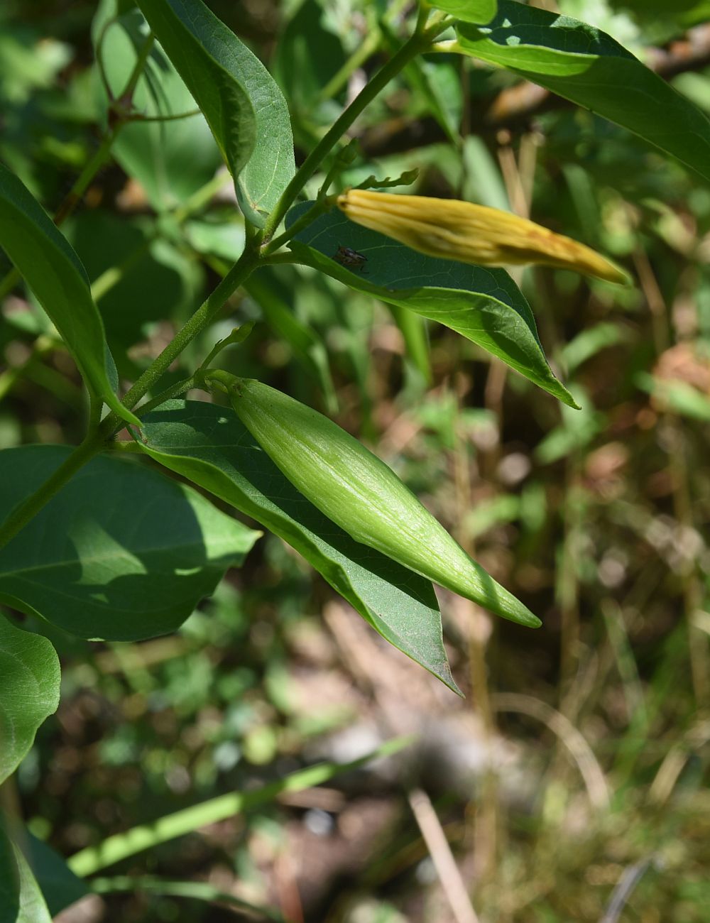 Image of genus Vincetoxicum specimen.