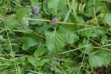 Salvia verticillata