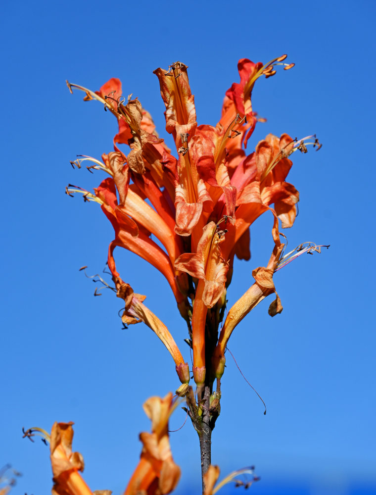 Изображение особи Tecomaria capensis.