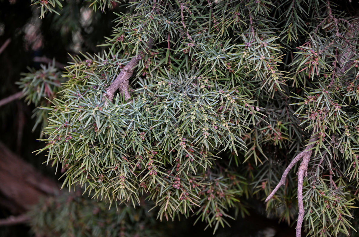 Image of Juniperus oxycedrus specimen.