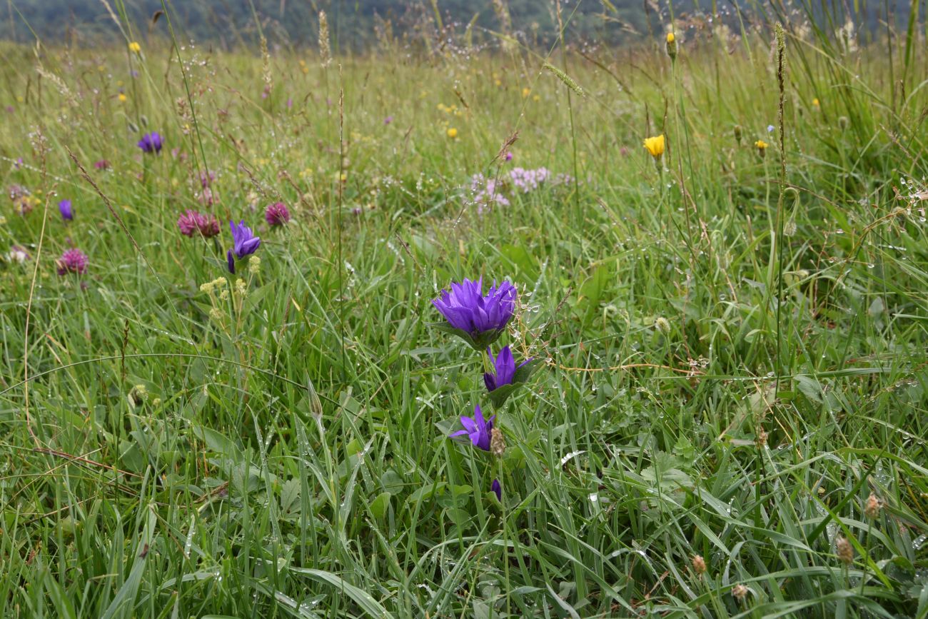 Image of Campanula trautvetteri specimen.