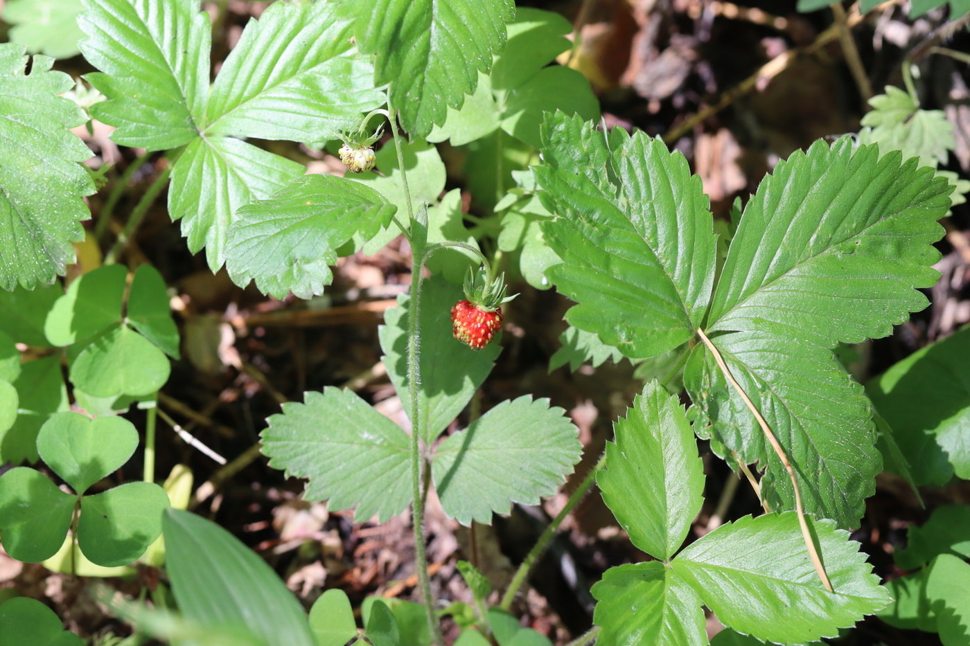 Изображение особи Fragaria vesca.