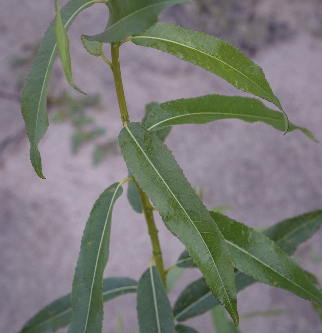 Image of genus Salix specimen.