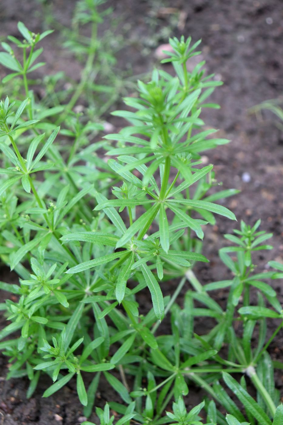 Image of Galium vaillantii specimen.