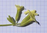 Primula intricata. Соцветие с распустившимися цветками и бутонами. Испания, Каталония, пров. Жирона, комарка Рипольес, муниципалитет Мольо, долина р. Риторт, верхняя часть каменистого склона сев. экспозиции ≈ 1700 м н.у.м, субальпийский луг. 01.05.2023.