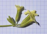 genus Primula