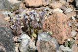 Myosotis minutiflora