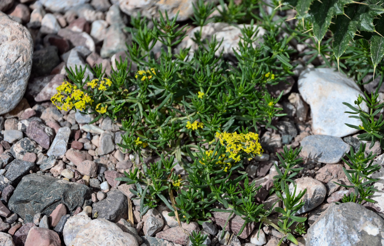 Изображение особи Galium verum.