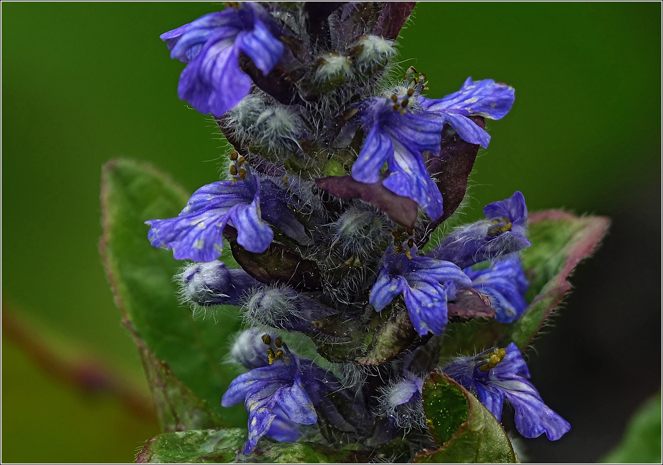 Image of Ajuga reptans specimen.