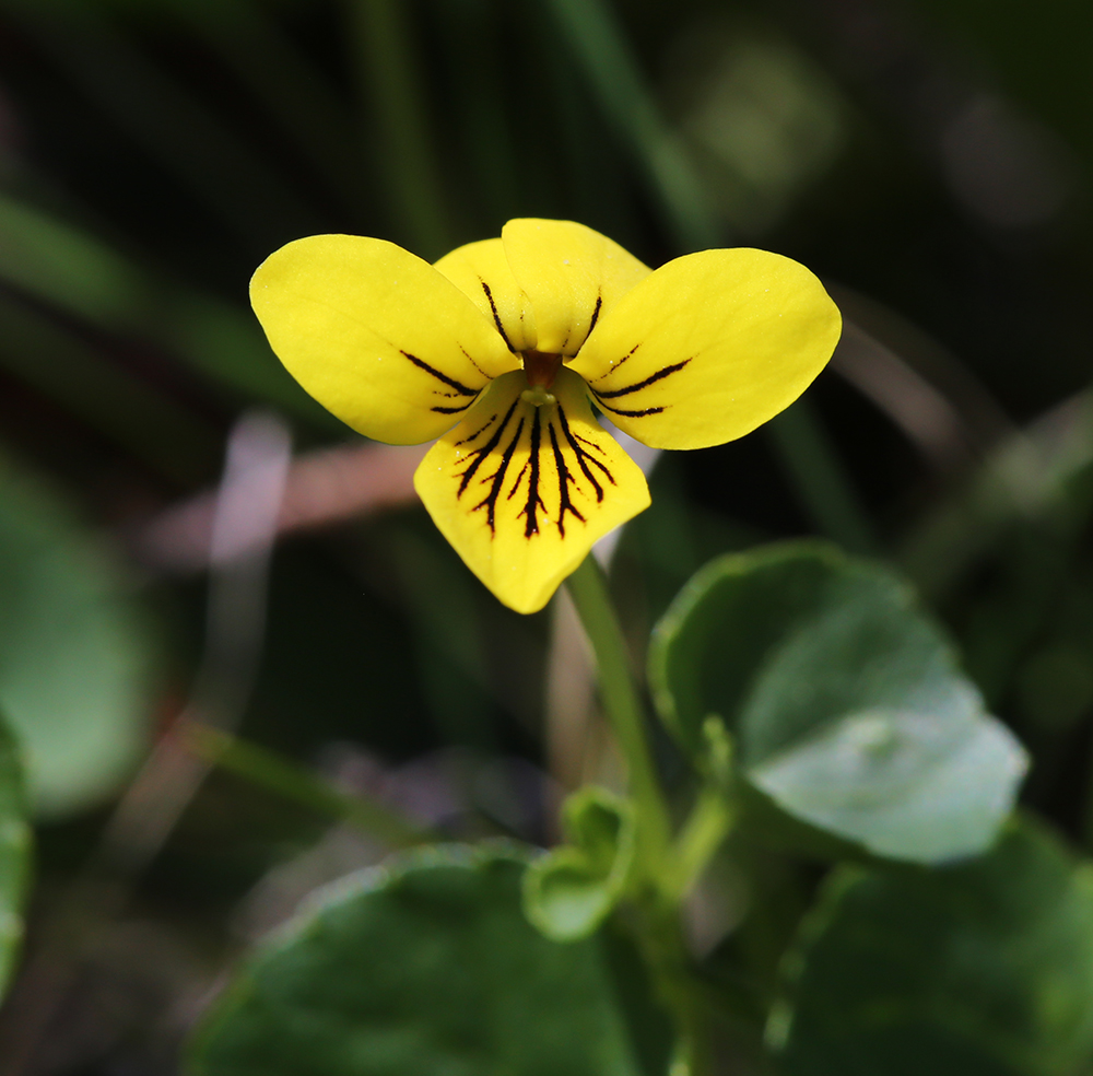 Image of Viola biflora specimen.
