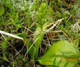 Platanthera bifolia