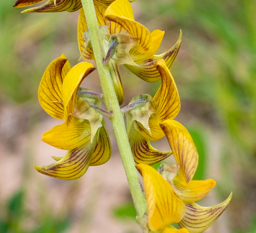 Image of Crotalaria pallida specimen.