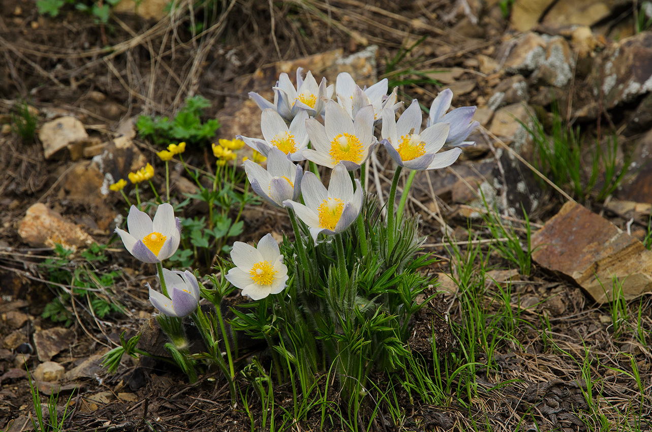 Изображение особи род Pulsatilla.